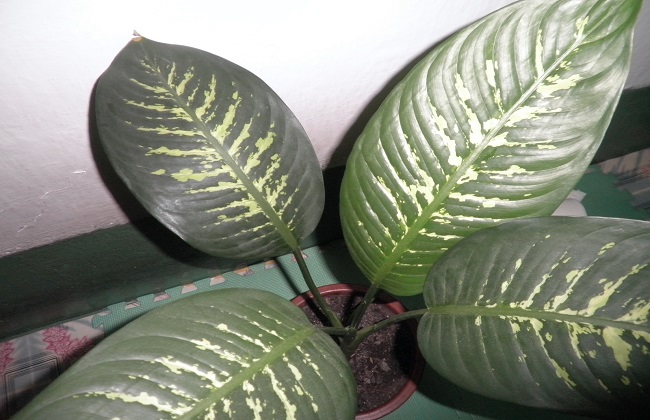 斑马万年青的养殖方法