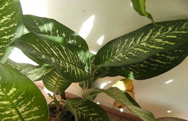 斑马万年青的养殖方法