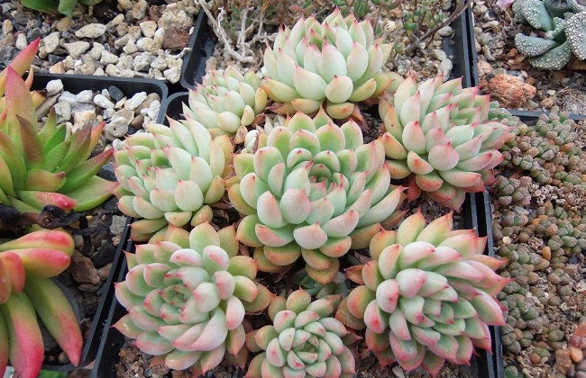 多肉化水怎么回事