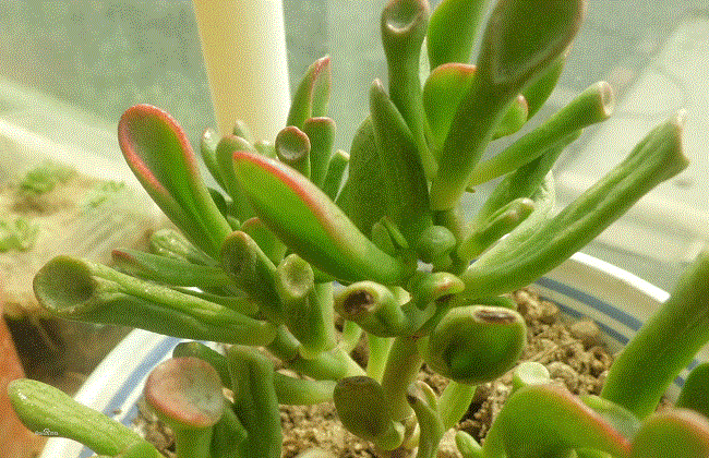 筒叶花月的养殖方法和注意事项