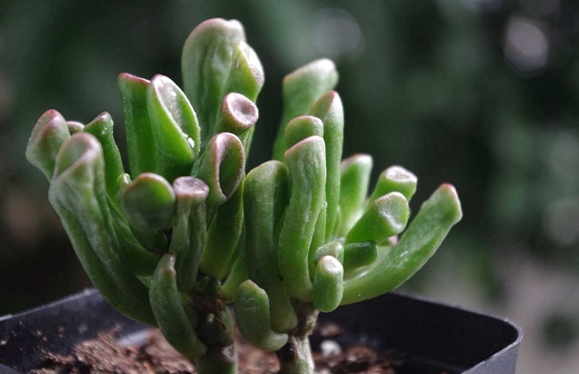 筒叶花月的养殖方法和注意事项