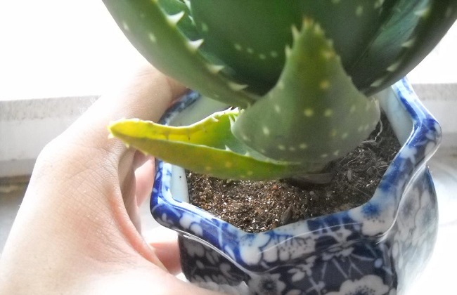 芦荟叶子发黄怎么办