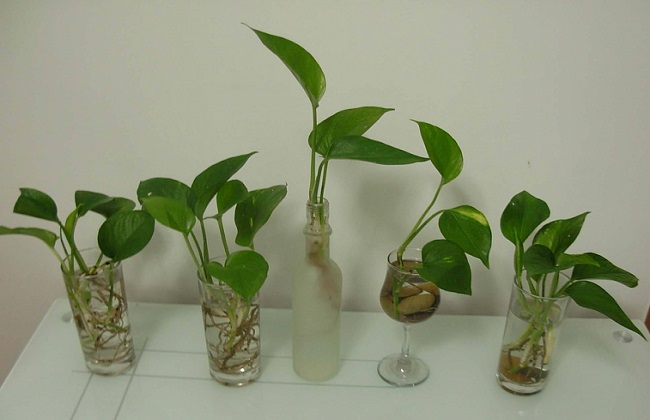 水培绿萝怎么养长得快