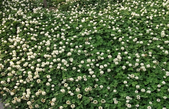 车轴草的养殖技巧和注意事项