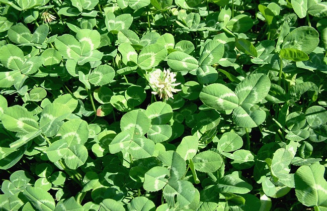 车轴草的养殖技巧和注意事项