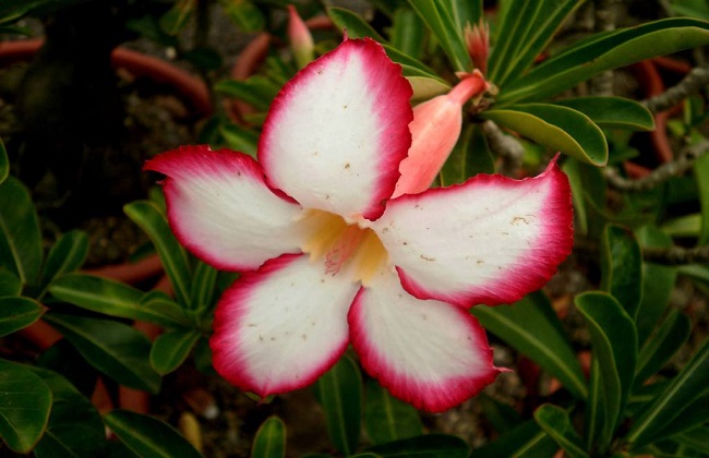 沙漠玫瑰叶子发黄什么原因