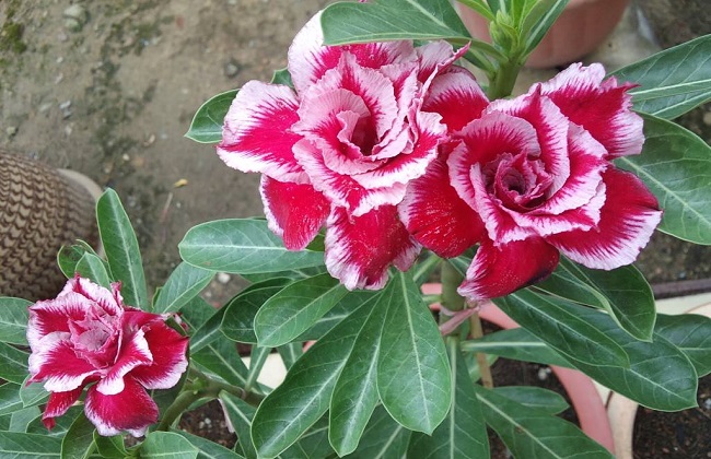 沙漠玫瑰叶子发黄什么原因