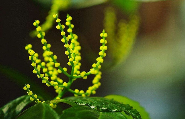 珠兰花的养殖方法和注意事项