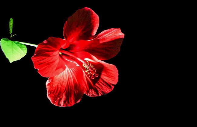 扶桑花有毒吗
