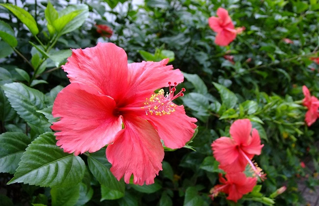 扶桑花有毒吗