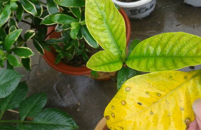 栀子花常见的病虫害及防治方法