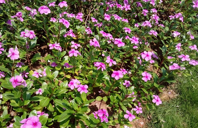 长春花叶子发黄怎么办