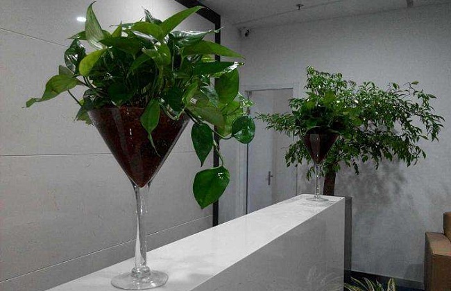 办公室植物叶子发黄怎么办
