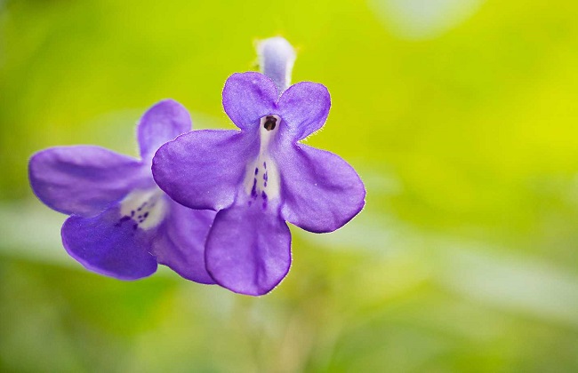 海豚花的养殖方法