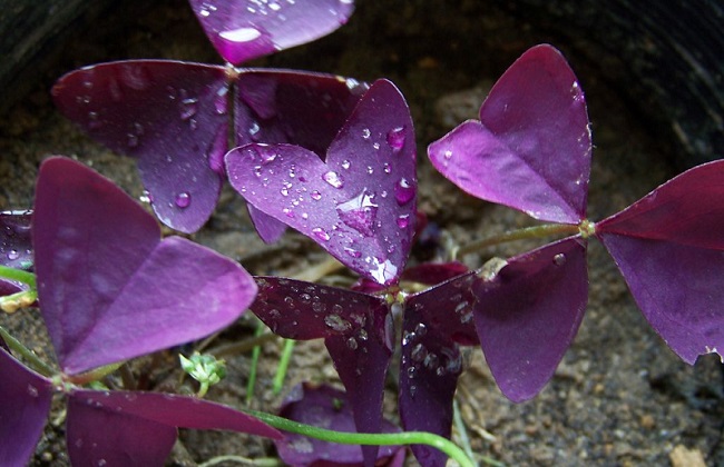 紫叶酢浆草的养护方法