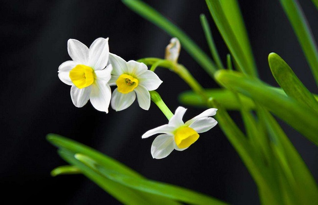 水仙花为什么不开花