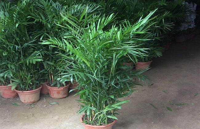 夏威夷椰子的养殖方法和注意事项