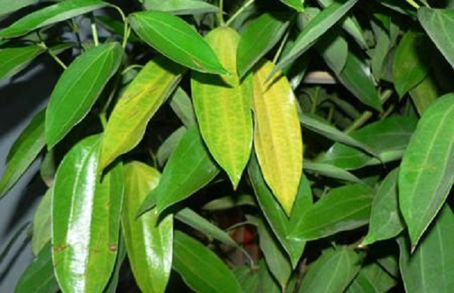 冬天室内植物叶子发黄怎么办