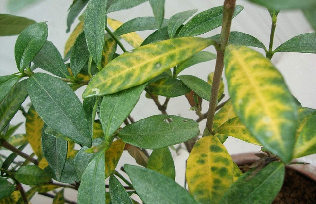 冬天室内植物叶子发黄怎么办