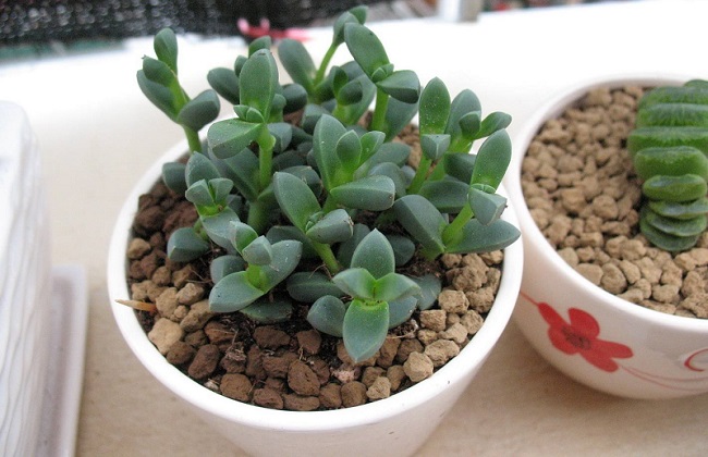 碧玉莲和鹿角海棠区别