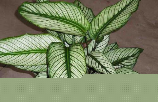 双线竹芋的养殖方法和注意事项