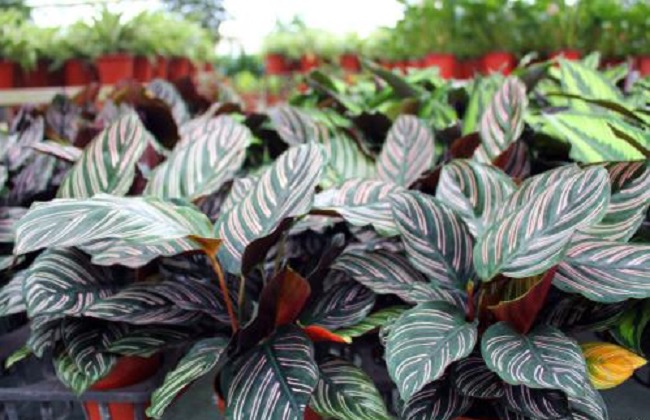 双线竹芋的养殖方法和注意事项