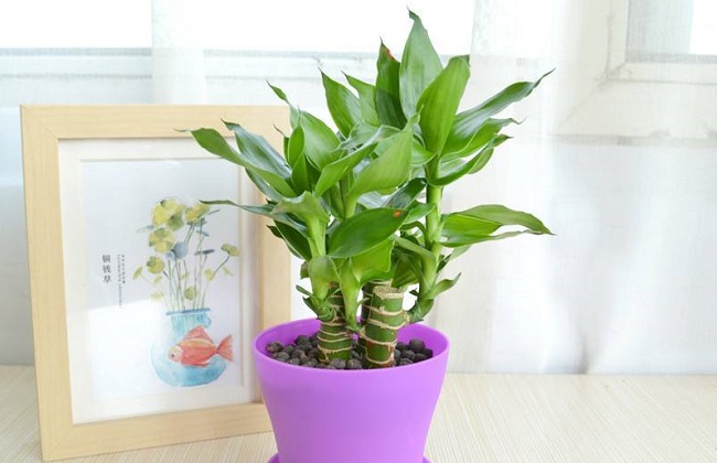 5种适合室内养的竹子