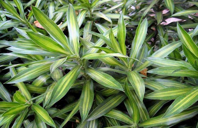 5种适合室内养的竹子