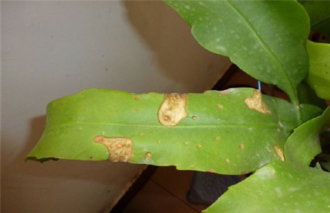 昙花病虫害防治方法
