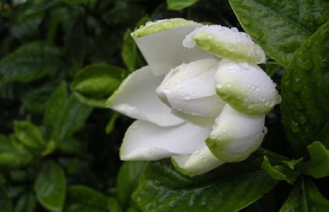 栀子花冬天会冻死吗