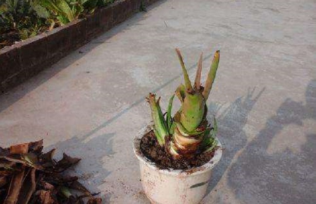 如何让芦荟安全越冬