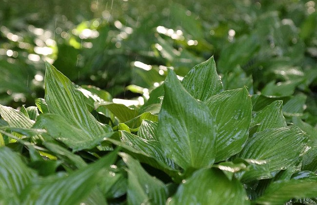 水培植物越冬技巧