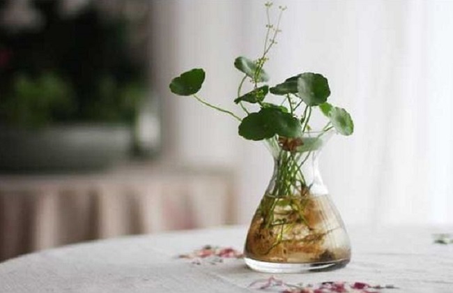 水培植物越冬技巧