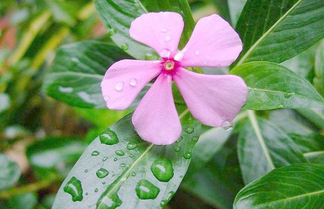 花期长的花有哪些？