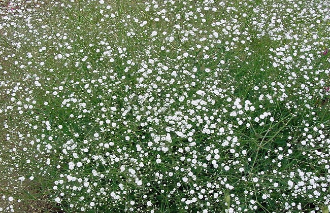 花期长的花有哪些？