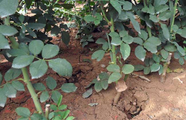 蔷薇苗价格及种植方法
