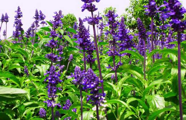 薰衣草种子价格及种植方法