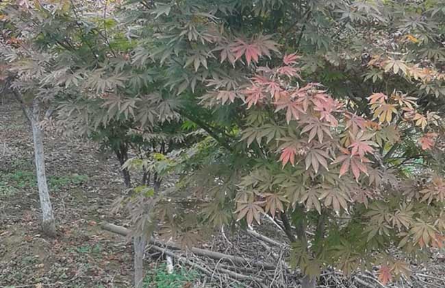 枫树苗价格及种植方法