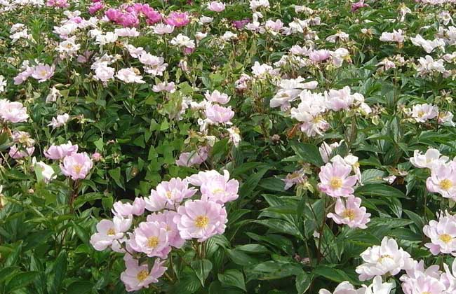 为什么家里不能种芍药？