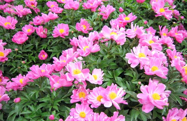 为什么家里不能种芍药？