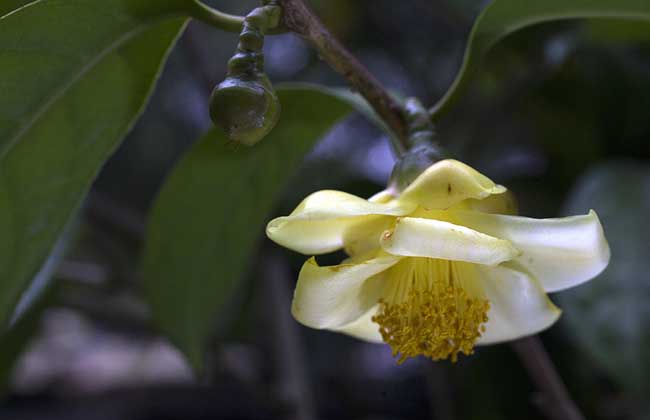 金花茶树苗价格及种植方法