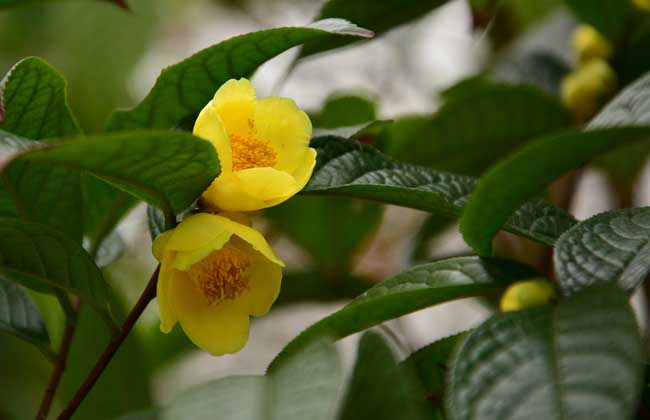 金花茶树苗价格及种植方法