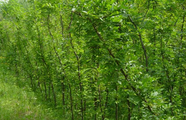 皂角树种子价格及种植方法
