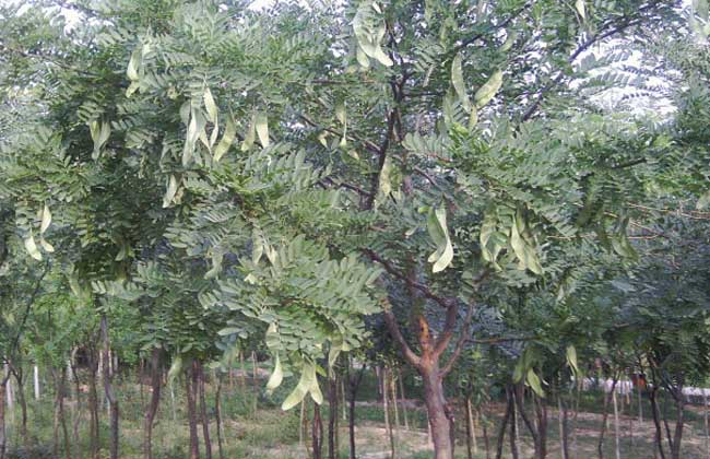 皂角树种子价格及种植方法