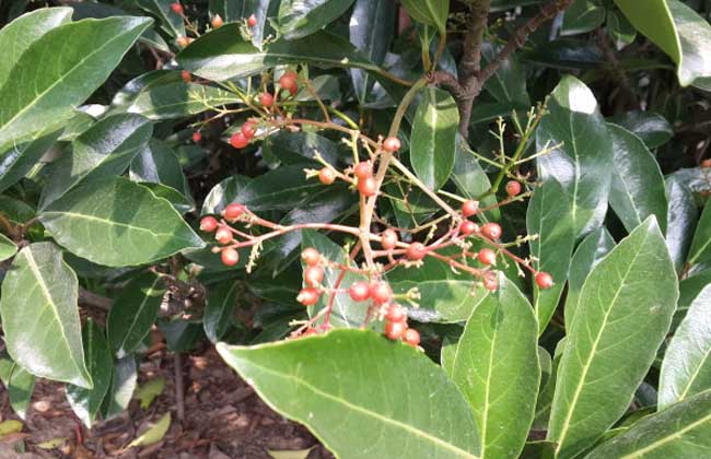 球花石楠价格及种植方法