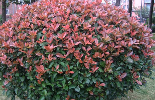 红叶石楠价格及种植方法