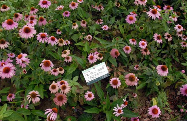 松果菊种子价格及种植方法