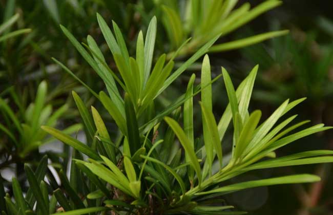 罗汉松种子价格及种植方法
