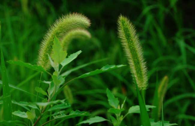 狗尾草种子价格及种植方法