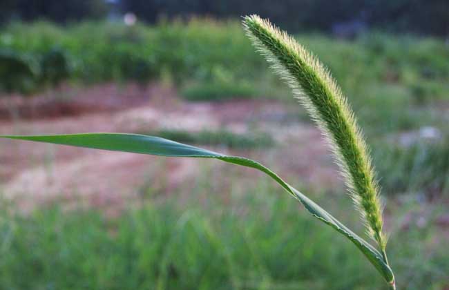 狗尾草种子价格及种植方法